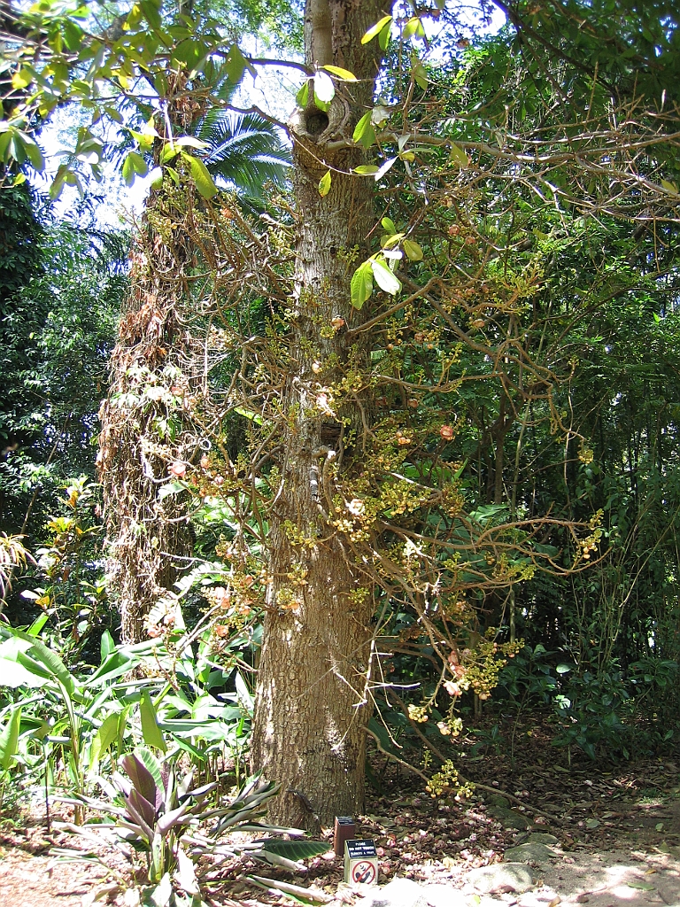 CairnsTC028 Jardin Botanique 028.jpg